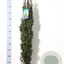 Taxus b. 'Fastigiata Robusta' 100-125 cm met kluit