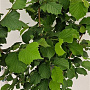 Corylus avellana 175-200 cm 15L