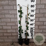 Hedera hel. 'Woerner' 80-90 cm C1.5 met stok