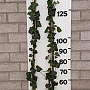 Hedera hel. 'Woerner' 150-175 cm 2,0L 2-3 tak