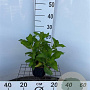 Hydrangea m. 'Mad. Emile Mouillère' 25-30 cm 2,0L