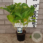 Hydrangea m. 'Soeur Thérèse' 25-30 cm 2,0L