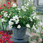 Rosa (M) 'White Fairy' 20-25 cm P13