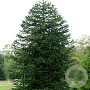 Araucaria araucana 30-40 cm 5,0L