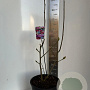 Magnolia 'Cleopatra' 70-90 cm 10L