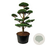 Pinus sylvestris 175-200 cm cont. 285L bonsai