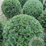 Taxus baccata 80-85 cm met kluit bol