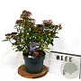 Viburnum tin. Spirit 40-50 cm 5,0L
