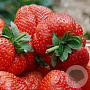 Fragaria a. 'Ostara' GM P9 BIO