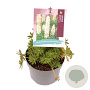 Lupinus p. 'Lupini White' GM 2,0L