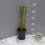 Typha angustifolia GM 2,0L
