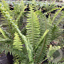 Nephrolepis cordifolia Articjungle 30-40 cm 5,0L
