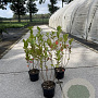 Aronia melanocarpa 40-60 cm 2,0L