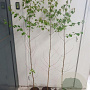 Betula pendula 125-150 cm 2,0L