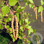 Betula pendula 8-10 HO container