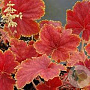 Heuchera 'Delta Dawn' GM P9