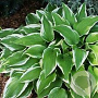 Hosta 'Antioch' GM P9