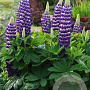 Lupinus 'Blacksmith' GM  P11