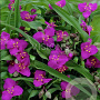Tradescantia (A) 'Karminglut' GM P9