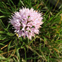 Allium senescens 'Lisa Green' GM P9