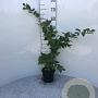 Carpinus betulus 60-80 cm 2,0L