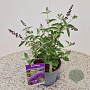 Buddleja Free Petite Blue Heaven 20-25 cm 2,5L
