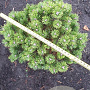 Pinus mugo 'Mops' 25-30 cm met kluit
