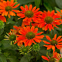 Echinacea Sombrero Adobe Orange GM P9