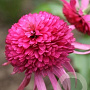 Echinacea 'Southern Belle' GM P9
