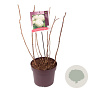 Hydrangea a. 'Annabelle' 40-50 cm 7,5L