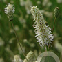 Sanguisorba 'Burr Blanc' GM P9