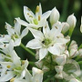 Allium tuberosum GM P9