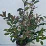 Photinia fraseri 'Red Robin' 80-100 cm 10L