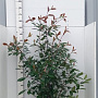 Photinia fraseri 'Red Robin' 125-150 cm 15L