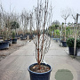 Acer griseum 200-250 cm 50L