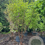 Acer griseum 250-300 cm container meerstammig