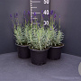 Lavandula ang. 'Hidcote' GM 2,0L