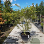 Acer pal. 'Manyû-no-sato' 175-200 cm container meerstammig paraplu