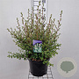 Leptospermum 'Silver Sheen' 40-50 cm 7,5L