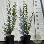 Ligustrum ovalifolium 40-60 cm 2,0L