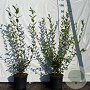 Ligustrum vulgare 60-80 cm 2,0L