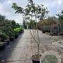 Albizia julibr. Ombrella 200-250 cm cont. 65L meerstammig