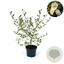 Magnolia Fairy 'Honey Velvet’ 60-80 cm 12L piramide