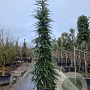 Cedrus deod. 'Aurea' 300-350 cm cont. 130L
