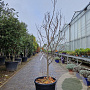 Cercis can. Red Force 175-200 cm cont. 70L