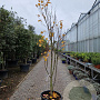 Cercis can. Red Force 250-300 cm cont. 70L