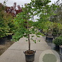 Cercis can. 'Vanilla Twist' 200-250 cm container solitair 80 cm stam