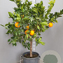 Citrus sinensis 100-110 cm 20L stam