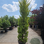 Cupressus m. 'Goldcrest' 175-200 cm 18L