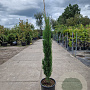 Cupressus semp. 'Pyramidalis' 100-125 cm 10L